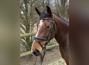 Westfale, Stute, 5 Jahre, 167 cm, Brauner