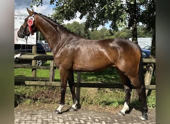 Westfale, Stute, 5 Jahre, 167 cm, Dunkelbrauner