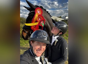 Westfale, Stute, 5 Jahre, 167 cm, Dunkelbrauner
