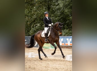 Westfale, Stute, 5 Jahre, 167 cm, Dunkelbrauner