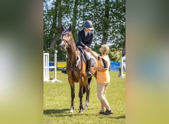 Westfale, Stute, 5 Jahre, 167 cm, Dunkelbrauner