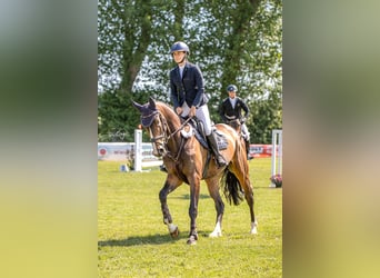 Westfale, Stute, 5 Jahre, 167 cm, Dunkelbrauner