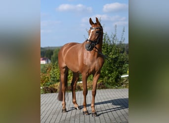 Westfale, Stute, 5 Jahre, 167 cm, Fuchs