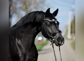 Westfale, Stute, 5 Jahre, 167 cm, Rappe
