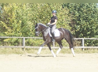 Westfale, Stute, 5 Jahre, 167 cm, Rappe