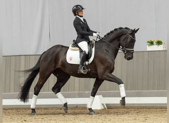 Westfale, Stute, 5 Jahre, 167 cm, Rappe