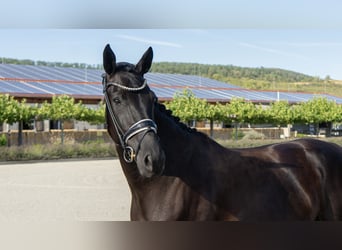 Westfale, Stute, 5 Jahre, 167 cm, Rappe