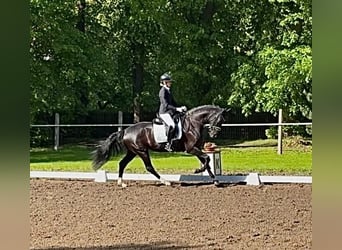 Westfale, Stute, 5 Jahre, 167 cm, Rappe