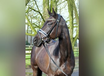 Westfale, Stute, 5 Jahre, 167 cm, Rappe