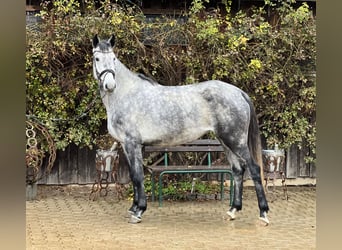 Westfale, Stute, 5 Jahre, 167 cm, Schimmel