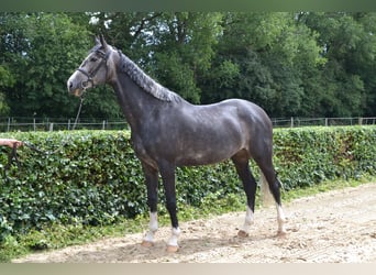 Westfale, Stute, 5 Jahre, 168 cm, Apfelschimmel