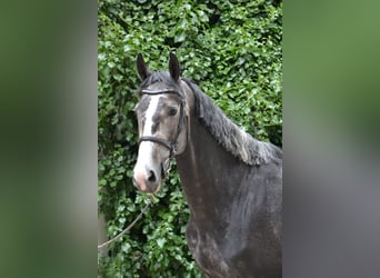 Westfale, Stute, 5 Jahre, 168 cm, Apfelschimmel