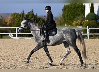 Westfale, Stute, 5 Jahre, 168 cm, Apfelschimmel