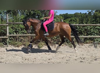 Westfale, Stute, 5 Jahre, 168 cm, Brauner