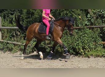 Westfale, Stute, 5 Jahre, 168 cm, Brauner