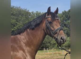 Westfale, Stute, 5 Jahre, 168 cm, Brauner