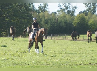 Westfale, Stute, 5 Jahre, 168 cm, Brauner