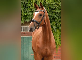 Westfale, Stute, 5 Jahre, 168 cm, Brauner