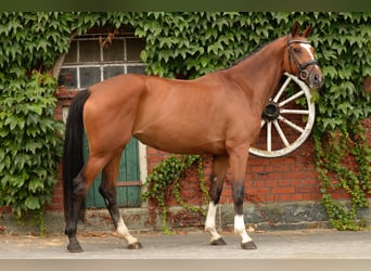 Westfale, Stute, 5 Jahre, 168 cm, Brauner