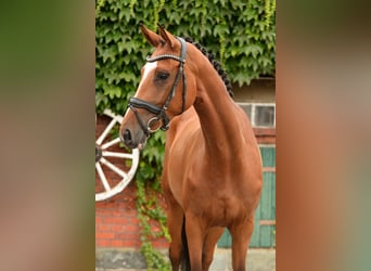 Westfale, Stute, 5 Jahre, 168 cm, Brauner