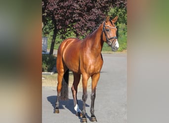 Westfale, Stute, 5 Jahre, 168 cm, Brauner