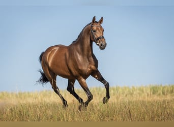 Westfale, Stute, 5 Jahre, 168 cm, Brauner