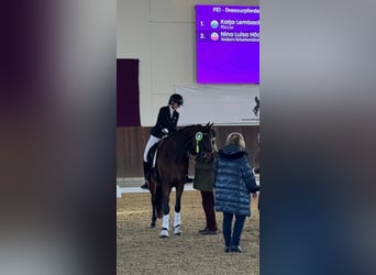 Westfale, Stute, 5 Jahre, 168 cm, Brauner