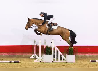 Westfale, Stute, 5 Jahre, 168 cm, Brauner