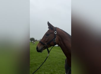 Westfale, Stute, 5 Jahre, 168 cm, Brauner