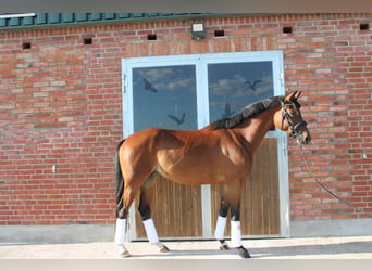 Westfale, Stute, 5 Jahre, 168 cm, Brauner