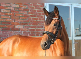 Westfale, Stute, 5 Jahre, 168 cm, Brauner
