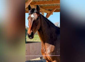 Westfale, Stute, 5 Jahre, 168 cm, Brauner