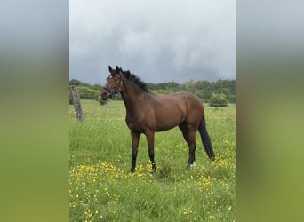 Westfale, Stute, 5 Jahre, 168 cm, Brauner