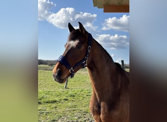 Westfale, Stute, 5 Jahre, 168 cm, Brauner