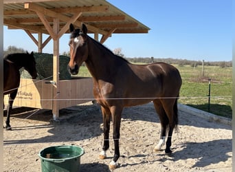 Westfale, Stute, 5 Jahre, 168 cm, Brauner