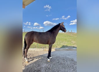 Westfale, Stute, 5 Jahre, 168 cm, Brauner