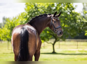 Westfale, Stute, 5 Jahre, 168 cm, Dunkelbrauner