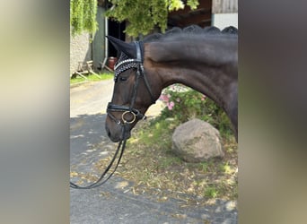Westfale, Stute, 5 Jahre, 168 cm, Dunkelbrauner