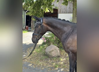 Westfale, Stute, 5 Jahre, 168 cm, Dunkelbrauner