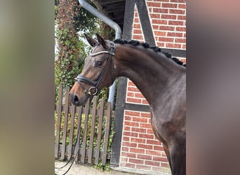 Westfale, Stute, 5 Jahre, 168 cm, Dunkelbrauner