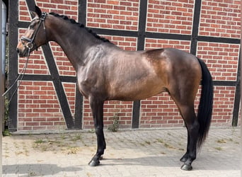 Westfale, Stute, 5 Jahre, 168 cm, Dunkelbrauner