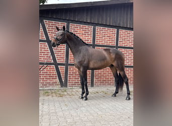 Westfale, Stute, 5 Jahre, 168 cm, Dunkelbrauner