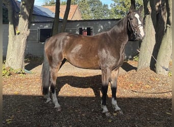 Westfale, Stute, 5 Jahre, 168 cm, Dunkelbrauner