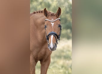 Westfale, Stute, 5 Jahre, 168 cm, Dunkelfuchs