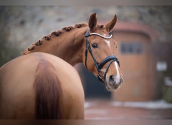 Westfale, Stute, 5 Jahre, 168 cm, Fuchs