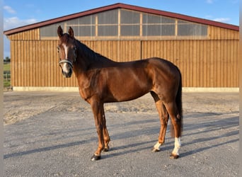 Westfale, Stute, 5 Jahre, 168 cm, Fuchs