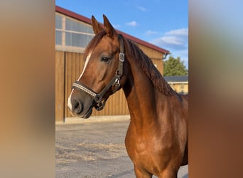 Westfale, Stute, 5 Jahre, 168 cm, Fuchs