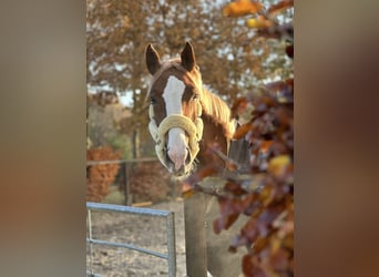 Westfale, Stute, 5 Jahre, 168 cm, Fuchs