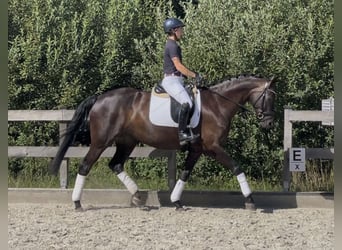 Westfale, Stute, 5 Jahre, 168 cm, Rappe