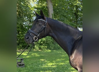 Westfale, Stute, 5 Jahre, 168 cm, Rappe